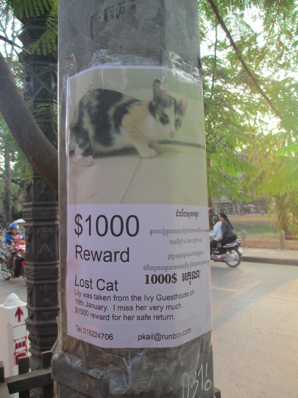 Cambodia sign for lost cat